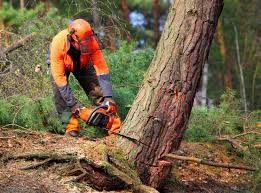 Best Lot and Land Clearing  in Baywood, NY